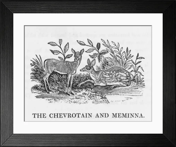 Framed Print : Chevrotain (Bewick) Framed Print : Chevrotain (Bewick)