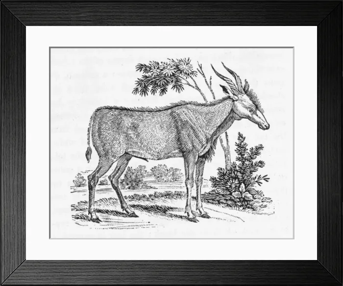 Framed Print : Kudu (Bewick) Framed Print : Kudu (Bewick)
