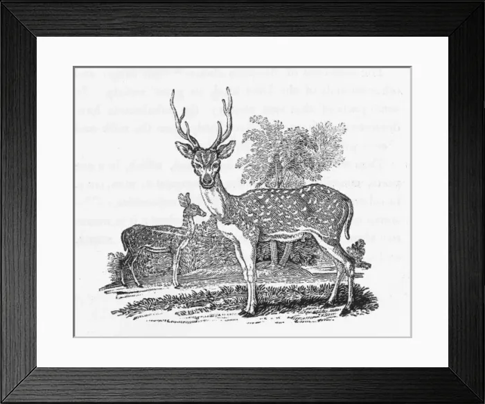 Framed Print : Axis or Ganges Stag Framed Print : Axis or Ganges Stag