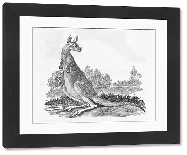 Kangaroo (Bewick)