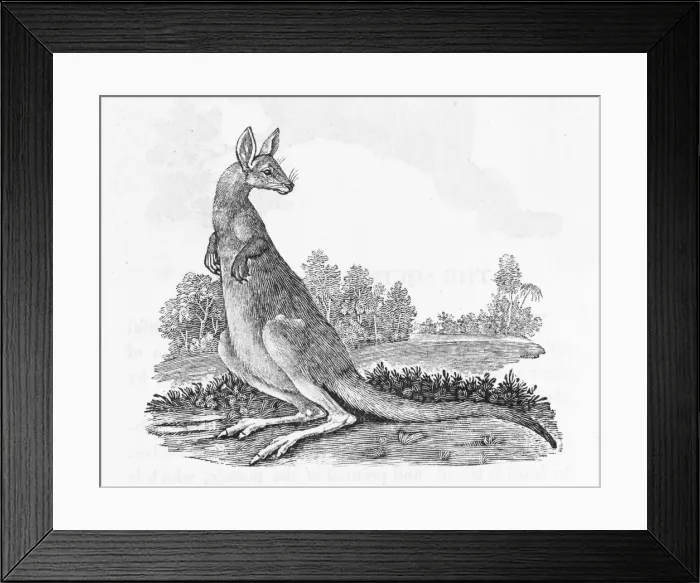 Framed Print : Kangaroo (Bewick) Framed Print : Kangaroo (Bewick)