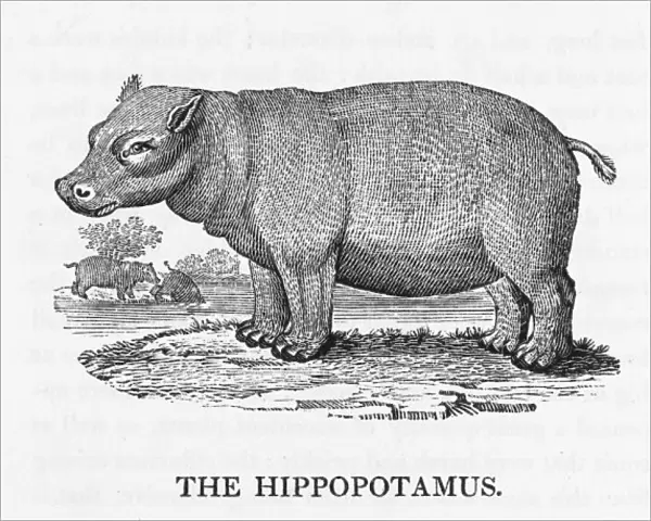 Hippopotamus (Bewick)
