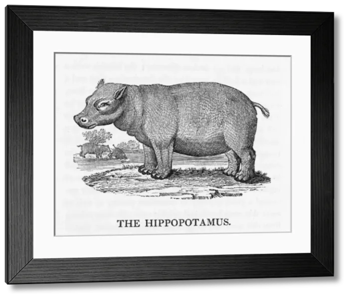 Framed Print : Hippopotamus (Bewick) Framed Print : Hippopotamus (Bewick)