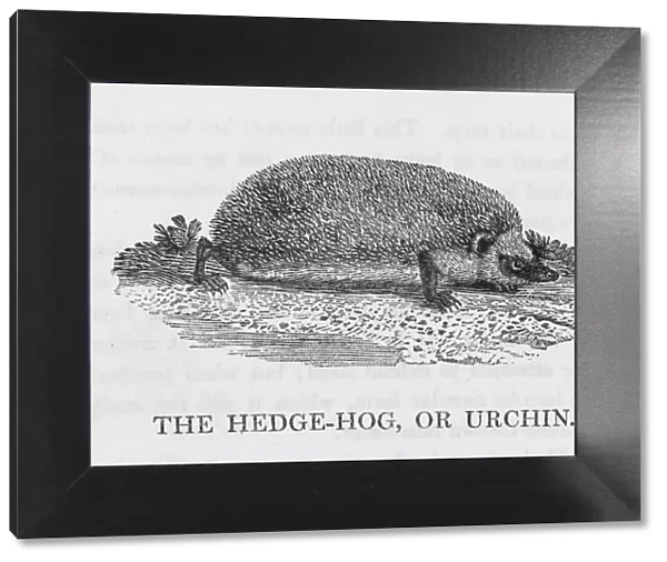 Hedgehog (Bewick)