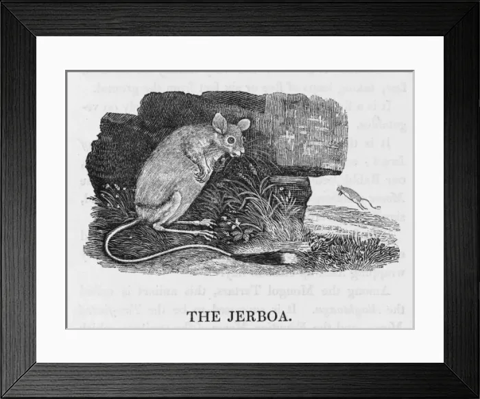 Framed Print : Jerboa (Bewick) Framed Print : Jerboa (Bewick)