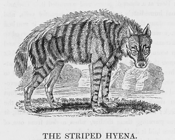 Hyena (Bewick)