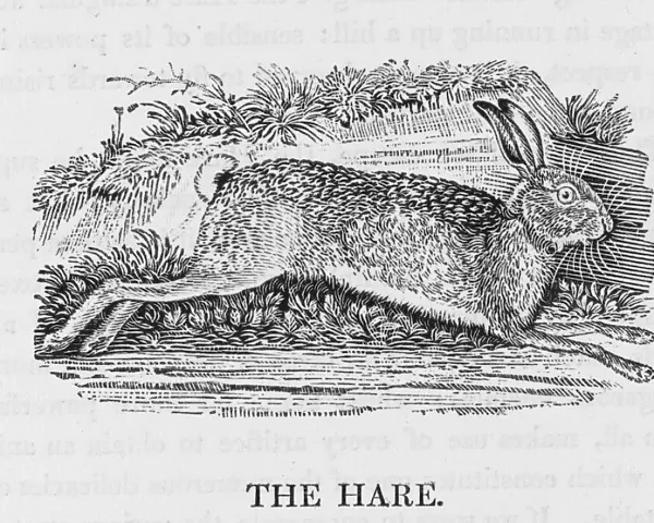 Hare (Bewick)