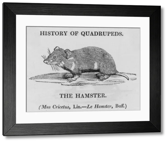 Framed Print : Hamster (Bewick) Framed Print : Hamster (Bewick)