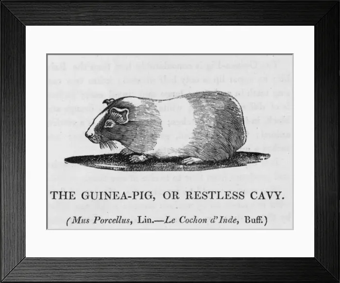 Framed Print : Guinea Pig (Bewick) Framed Print : Guinea Pig (Bewick)