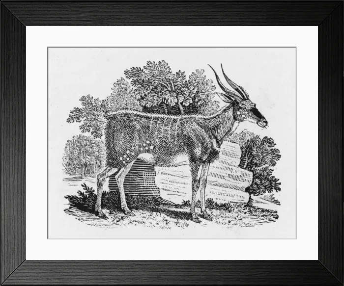 Framed Print : Wood-Goat (Bewick) Framed Print : Wood-Goat (Bewick)