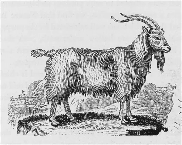 Goat (Bewick)