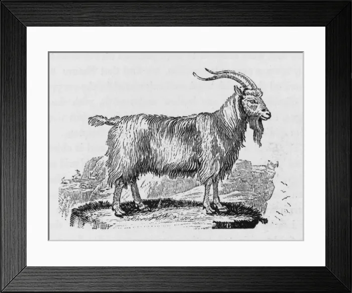 Framed Print : Goat (Bewick) Framed Print : Goat (Bewick)