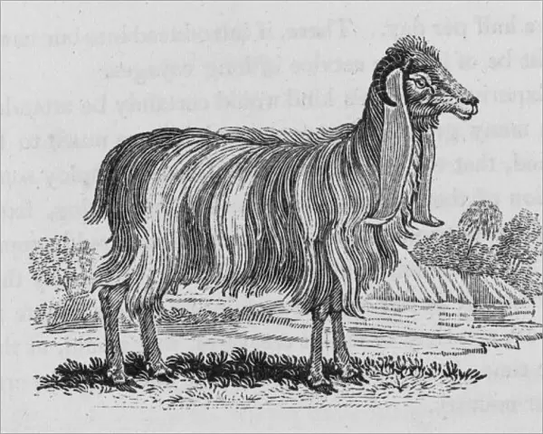 Syrian Goat (Bewick)