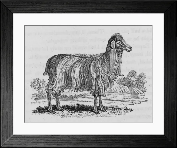 Framed Print : Syrian Goat (Bewick) Framed Print : Syrian Goat (Bewick)