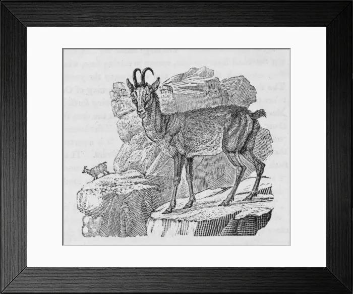 Framed Print : Chamois (Bewick) Framed Print : Chamois (Bewick)