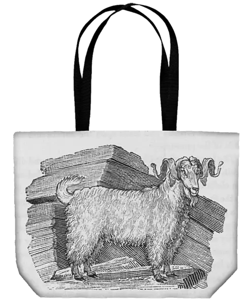 Angora Goat (Bewick)