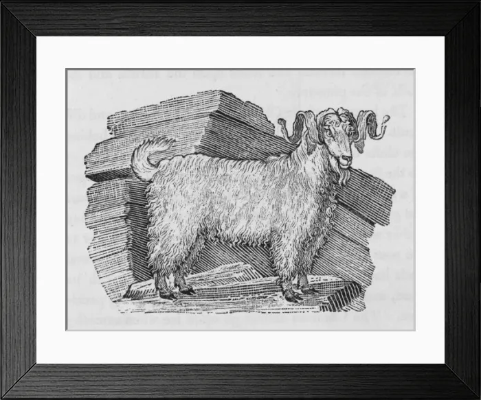 Framed Print : Angora Goat (Bewick) Framed Print : Angora Goat (Bewick)