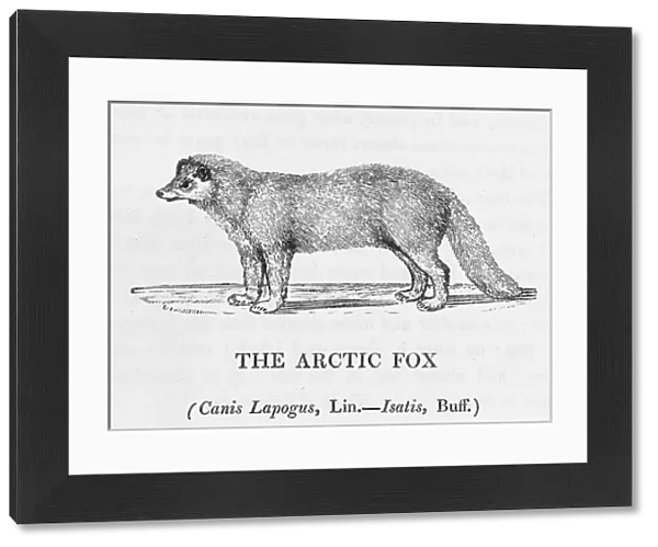 Arctic Fox (Bewick)