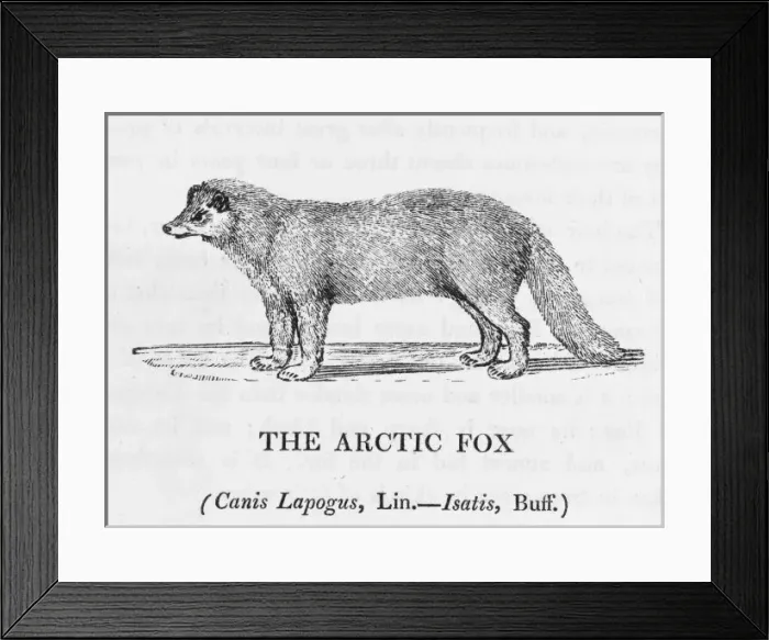 Framed Print : Arctic Fox (Bewick) Framed Print : Arctic Fox (Bewick)