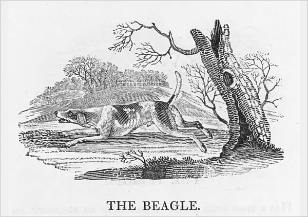Beagle (Bewick)