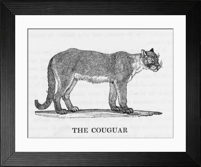 Framed Print : Cougar (Bewick) Framed Print : Cougar (Bewick)