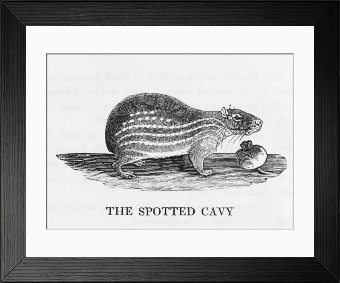Framed Print : Cavy (Bewick) Framed Print : Cavy (Bewick)