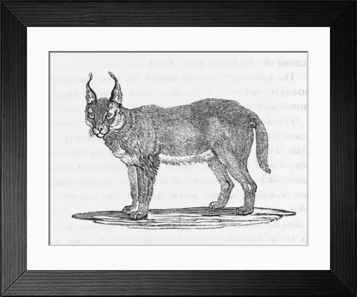 Framed Print : Caracal (Bewick) Framed Print : Caracal (Bewick)