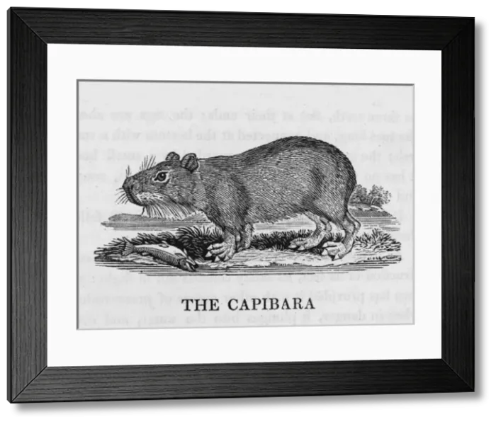 Framed Print : Capybara (Bewick) Framed Print : Capybara (Bewick)