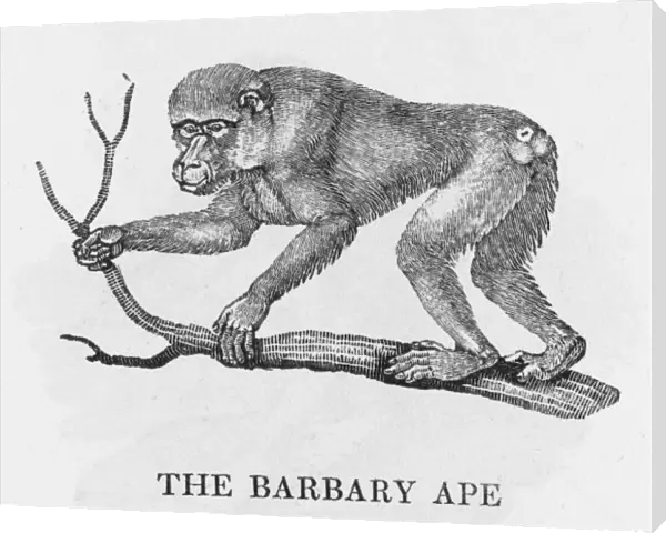 Barbary Ape (Bewick)