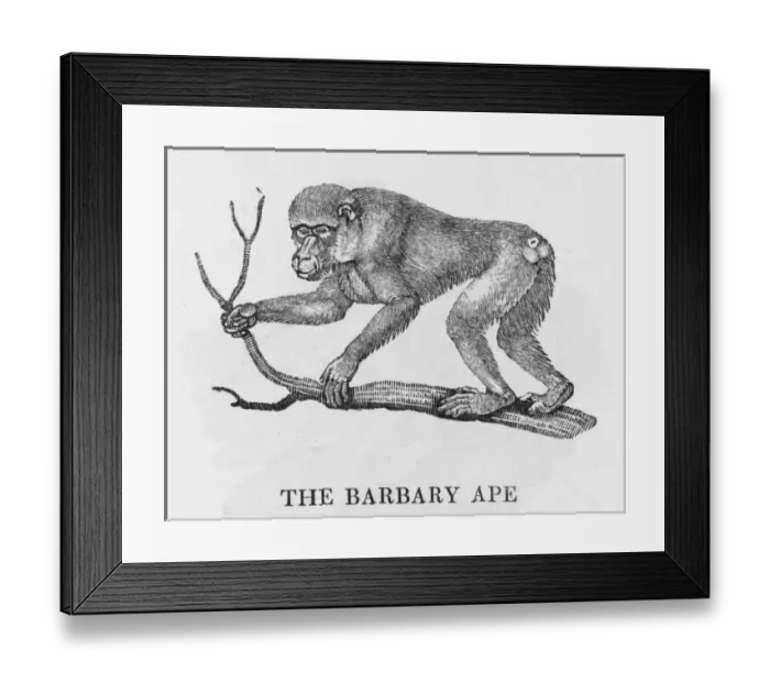 Framed Print : Barbary Ape (Bewick) Framed Print : Barbary Ape (Bewick)
