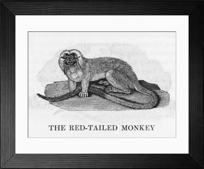 Framed Print : Red-Tailed Monkey Bewick Framed Print : Red-Tailed Monkey Bewick