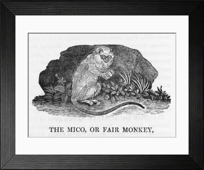 Framed Print : Mico Monkey (Bewick) Framed Print : Mico Monkey (Bewick)