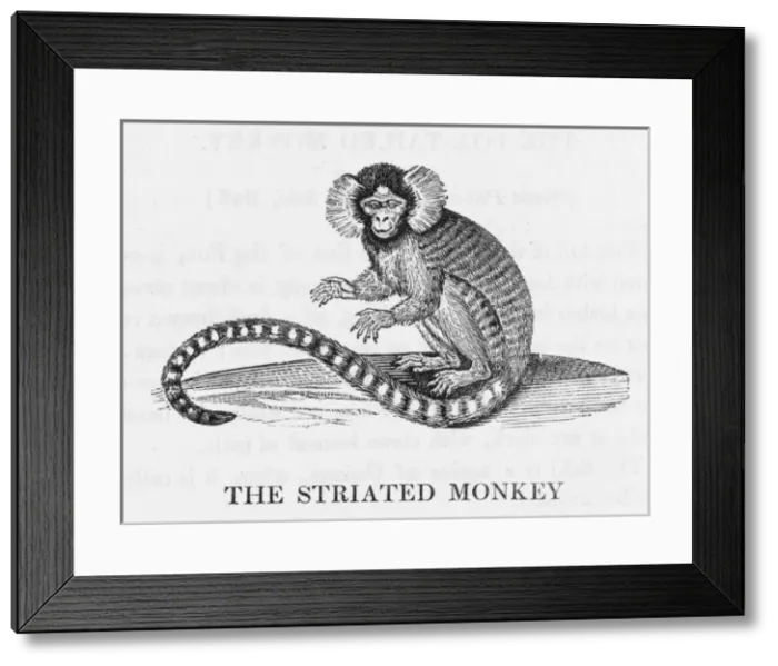 Framed Print : Striated Monkey (Bewick) Framed Print : Striated Monkey (Bewick)