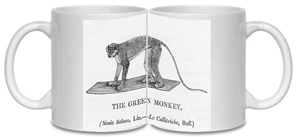 Green Monkey (Bewick)