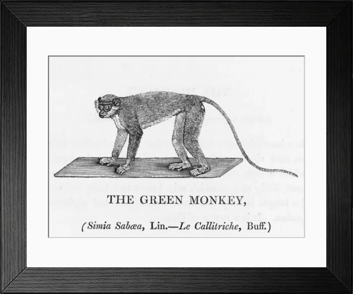 Framed Print : Green Monkey (Bewick) Framed Print : Green Monkey (Bewick)