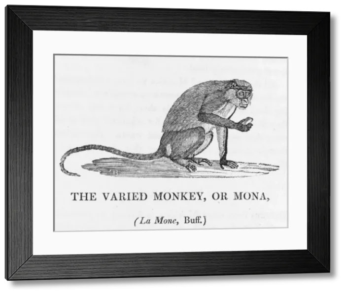 Framed Print : Varied Monkey (Bewick) Framed Print : Varied Monkey (Bewick)