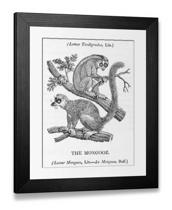 Framed Print : Mongoose (Bewick) Framed Print : Mongoose (Bewick)