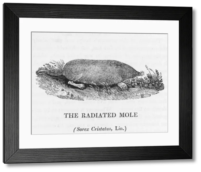 Framed Print : Radiated Mole (Bewick) Framed Print : Radiated Mole (Bewick)