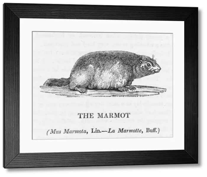 Framed Print : Marmot (Bewick) Framed Print : Marmot (Bewick)