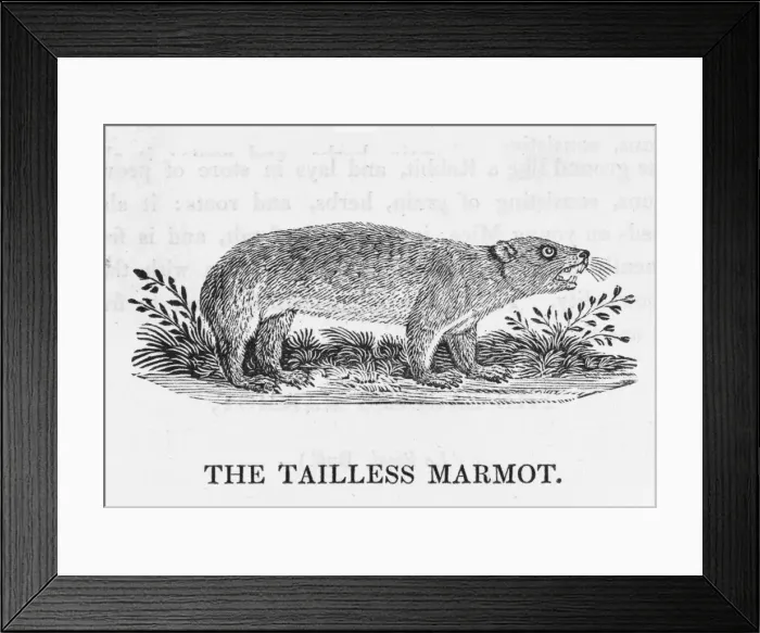 Framed Print : Marmot (Bewick) - 2 Framed Print : Marmot (Bewick) - 2