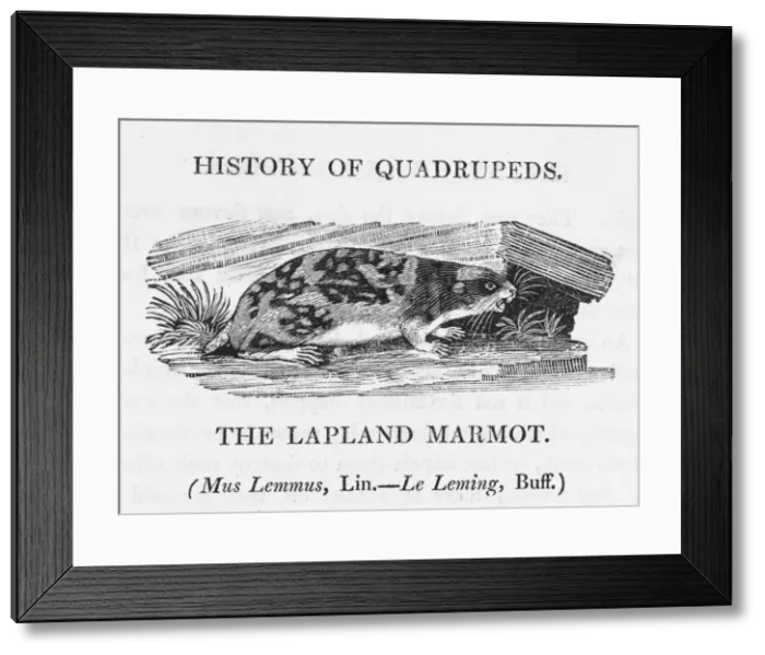 Framed Print : Marmot (Bewick) - 3 Framed Print : Marmot (Bewick) - 3