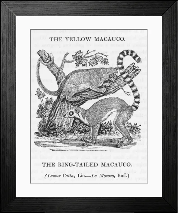 Framed Print : Macauco (Bewick) Framed Print : Macauco (Bewick)