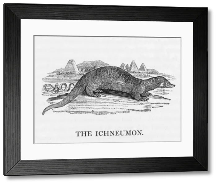 Framed Print : Bewick Ichneumon Framed Print : Bewick Ichneumon
