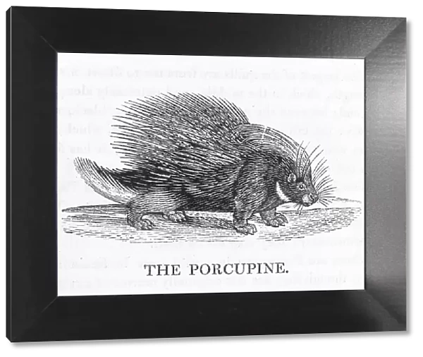 Porcupine (Bewick)