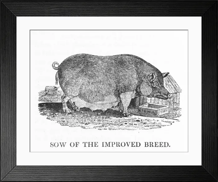 Framed Print : Improved Sow (Bewick) Framed Print : Improved Sow (Bewick)