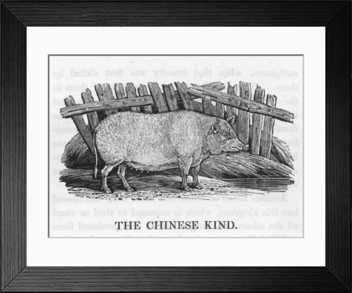 Framed Print : Chinese Pig (Bewick) Framed Print : Chinese Pig (Bewick)