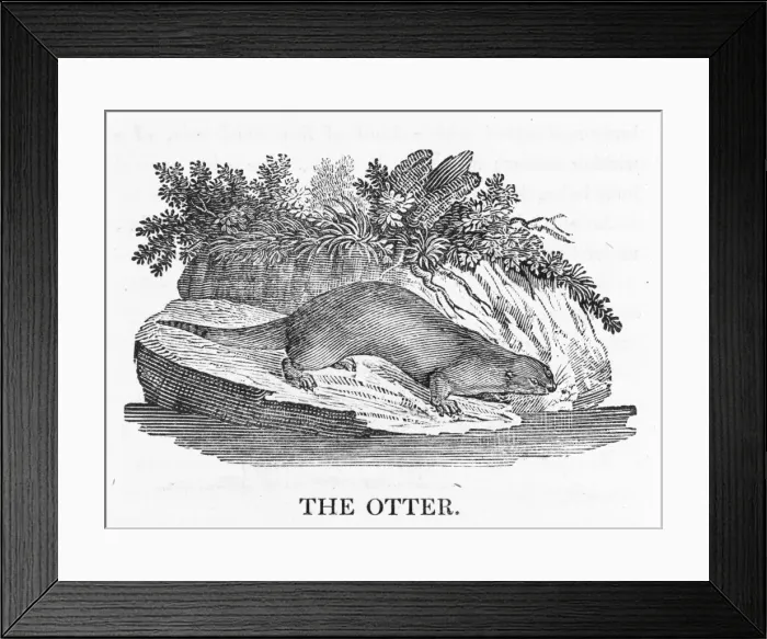Framed Print : Otter (Bewick) Framed Print : Otter (Bewick)