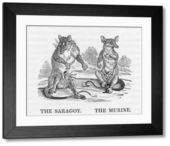 Framed Print : Opossums (Bewick) Framed Print : Opossums (Bewick)