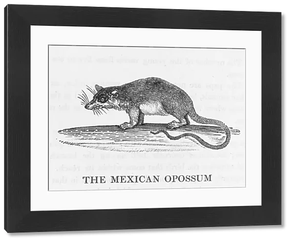 Mex. Opossum (Bewick)
