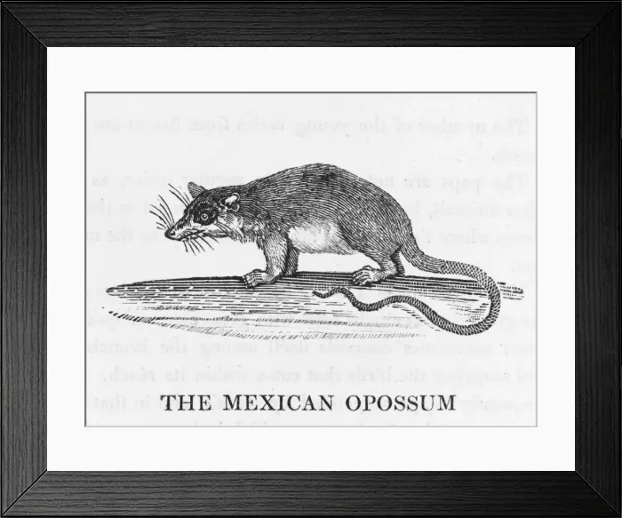 Framed Print : Mex. Opossum (Bewick) Framed Print : Mex. Opossum (Bewick)